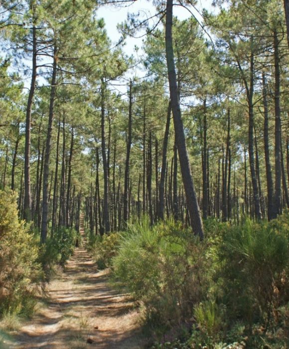 foret-des-landes